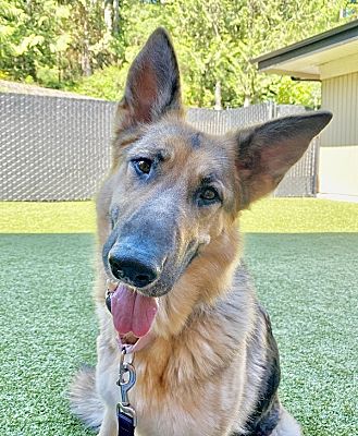 Silverdale, WA - German Shepherd Dog. Meet Junie B a Pet for Adoption ...