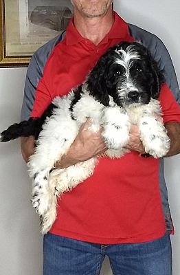 New Philadelphia OH Newfoundland Standard Poodle Meet Walter A Pet   659167260 