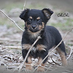 Thumbnail photo of Chi Chi~adopted! #2