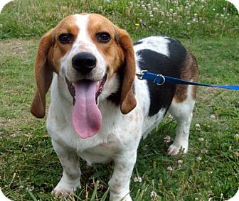 Spring Valley, NY - Basset Hound. Meet HARRY** a Pet for Adoption.