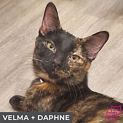 Thumbnail photo of Velma (bonded with Daphne) #2