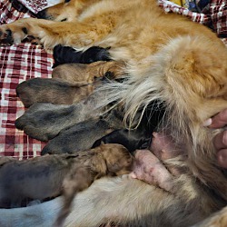 Thumbnail photo of Amazing pups!Follow the litter #4