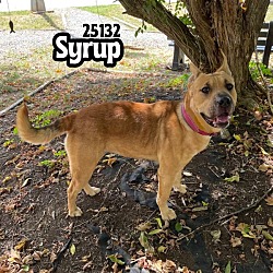 Thumbnail photo of Syrup #1