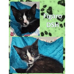 Thumbnail photo of Figaro #1