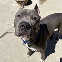 adopt a pet