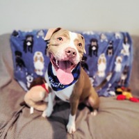 adopt a pet