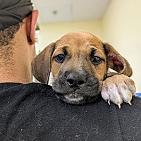 adopt a pet