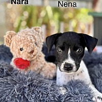 adopt a pet