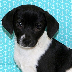 Thumbnail photo of Jubilee~adopted! #1