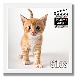 Thumbnail photo of Silas #1