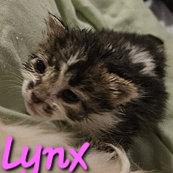 Photo of Lynx