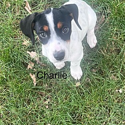 Thumbnail photo of Charlie (Tiffany’s Corner Pups) #1
