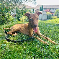adopt-pet