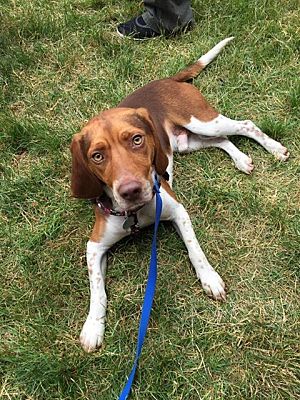 Sharon Center, OH - Beagle. Meet Squeakers a Pet for Adoption ...