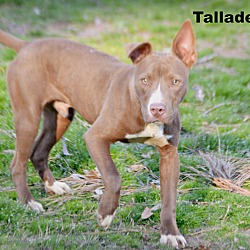 Thumbnail photo of Talladega~adopted! #1