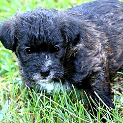 Thumbnail photo of COOPER(ADORABLE "SCHNOODLE"!! #4