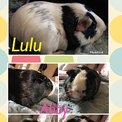 Thumbnail photo of Lulu & Abby #1