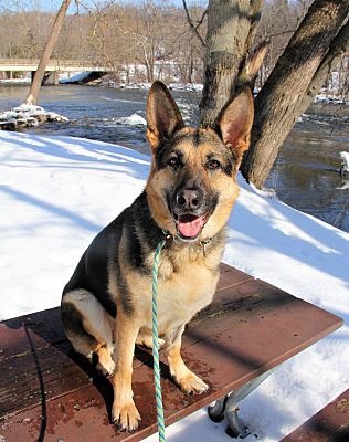 Lake Odessa Mi German Shepherd Dog Meet Kanga A Pet For Adoption