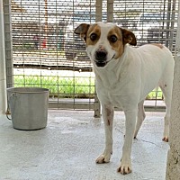 Bastrop County Animal Shelter in Bastrop, Texas