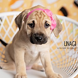 Photo of Unagi