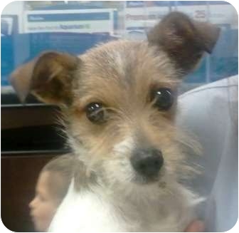 toy wire haired fox terrier