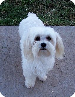 San Angelo, TX - Maltese. Meet Sammy a Pet for Adoption.
 Maltese Yorkie Mix Adult