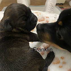 Thumbnail photo of Franklin #4