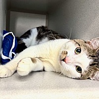 adopt a pet