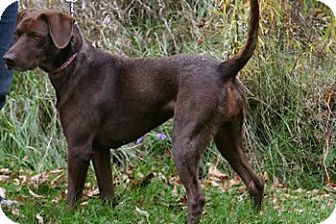german shorthaired pointer mixed with chocolate lab