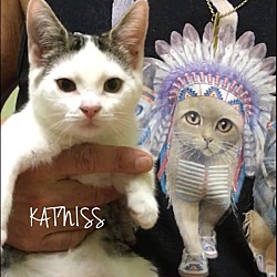 Thumbnail photo of Katniss #4