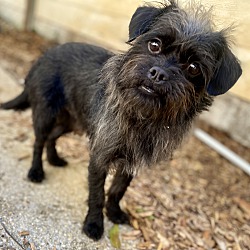 Dachshund brussels griffon store mix