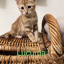 Photo of Lucuma