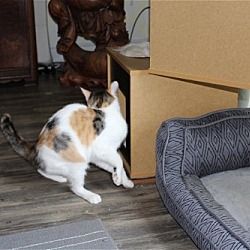 Thumbnail photo of Cassie -ADOPTED #4