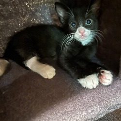 Thumbnail photo of Black Tie Kitten #1