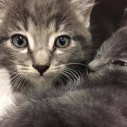 Thumbnail photo of Aq Litter Rubble - Adopted 01.15.17 #2