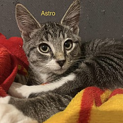Thumbnail photo of Astro #3