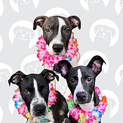 Photo of The Explorer Puppies
