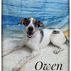 Photo of Owen