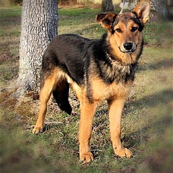 Photo of TRENT THE GSD TEENAGER