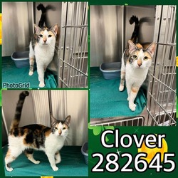 Photo of CLOVER