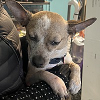adopt a pet