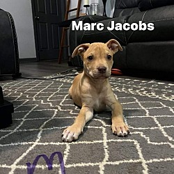 Photo of Marc Jacobs
