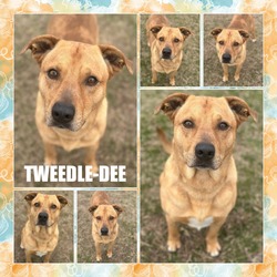 Thumbnail photo of Tweedle-Dee CFS# 240008582 #1