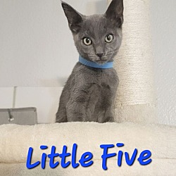 Thumbnail photo of Little Five 'Umbrella Academy Litter #1