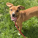 Adopt A Pet :: Squib - Lancaster, OH
