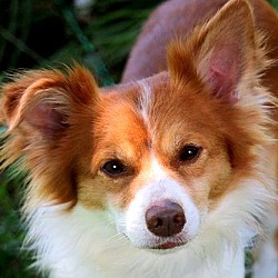 Thumbnail photo of CHASE(OUR PAPILLON-SO SWEET! #1