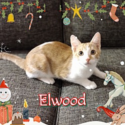 Photo of Elwood
