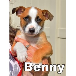 Photo of BENNY