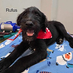 Photo of Rufus - Westport, MA