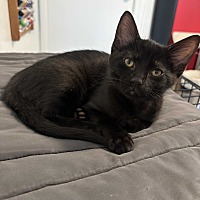 adopt-pet